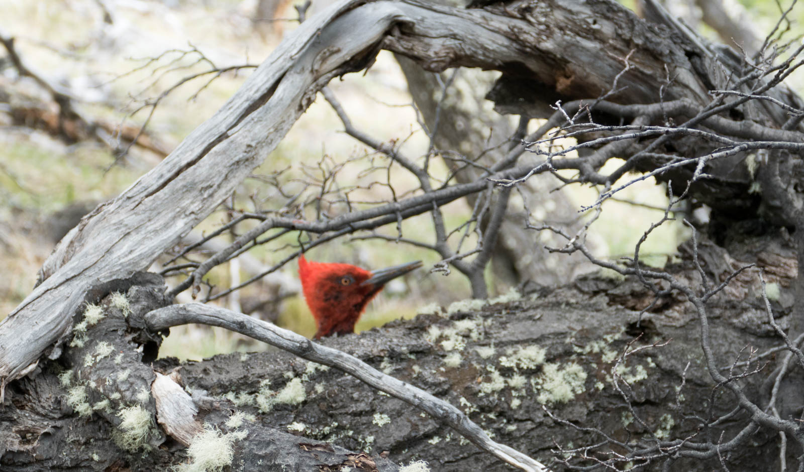 Magellanic woodpecker
