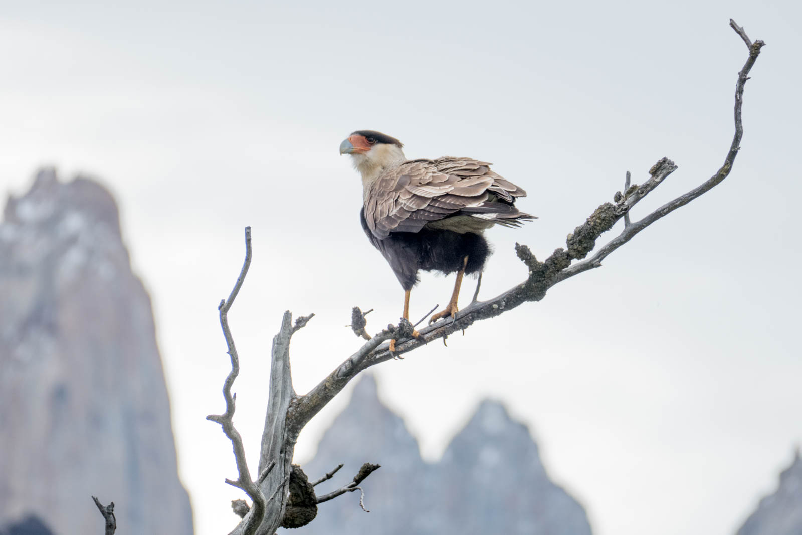 Caracara eagle against the Torres