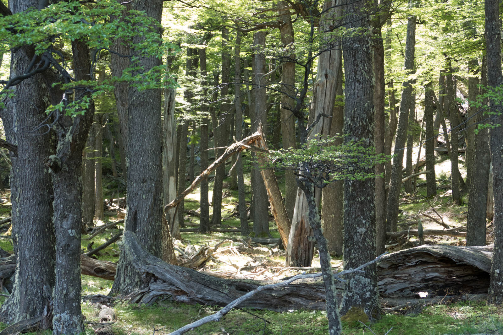 Typical forest that the hike traverses.