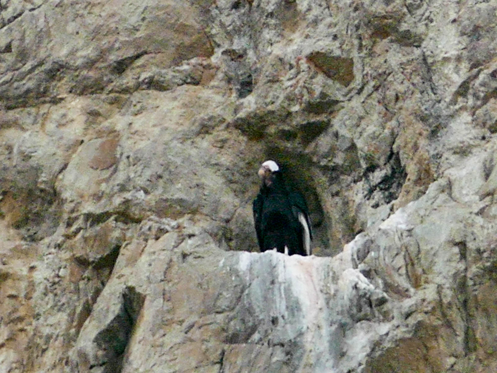 Condor on the nest on the hike to Laguna Capri in El Chalten