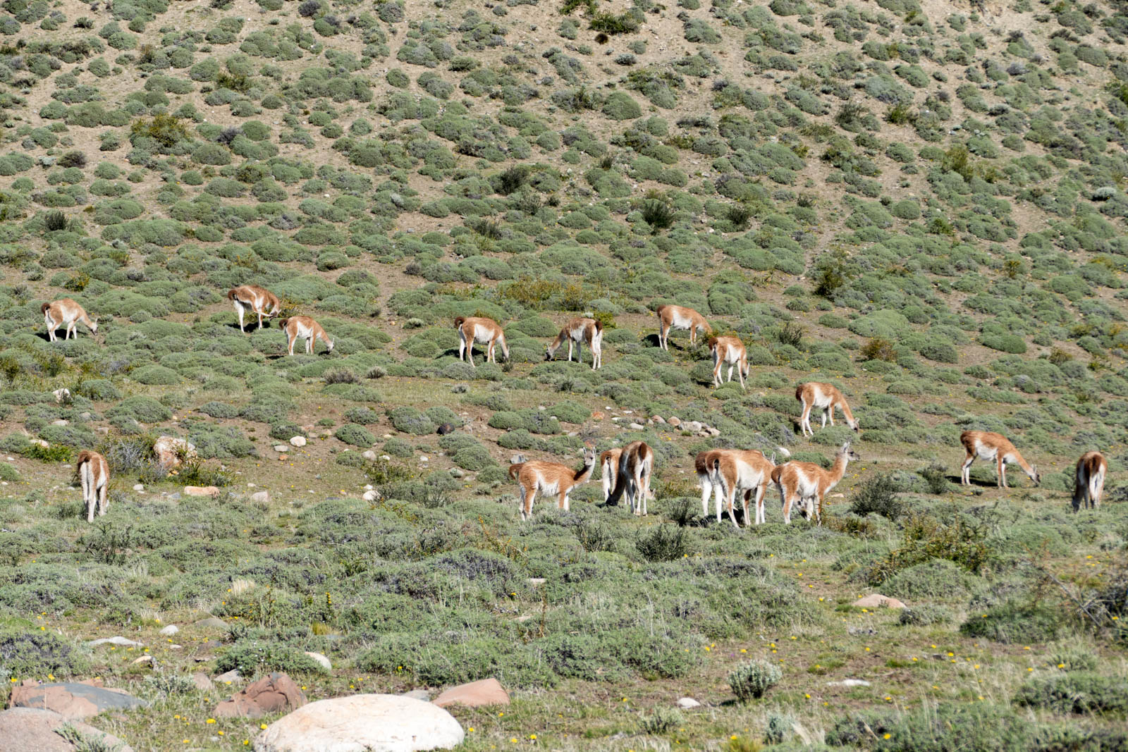 Herd of guanacos