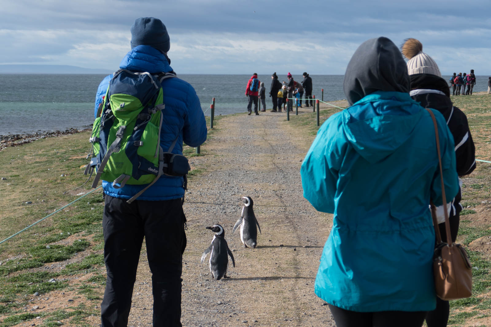 Visitors have to stay within the ropes, while penguins roam freely