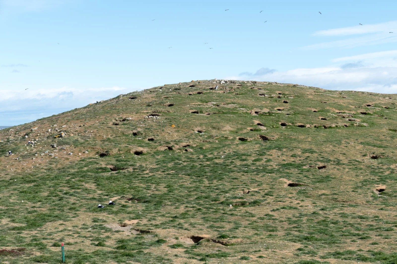 A hillside of burrows