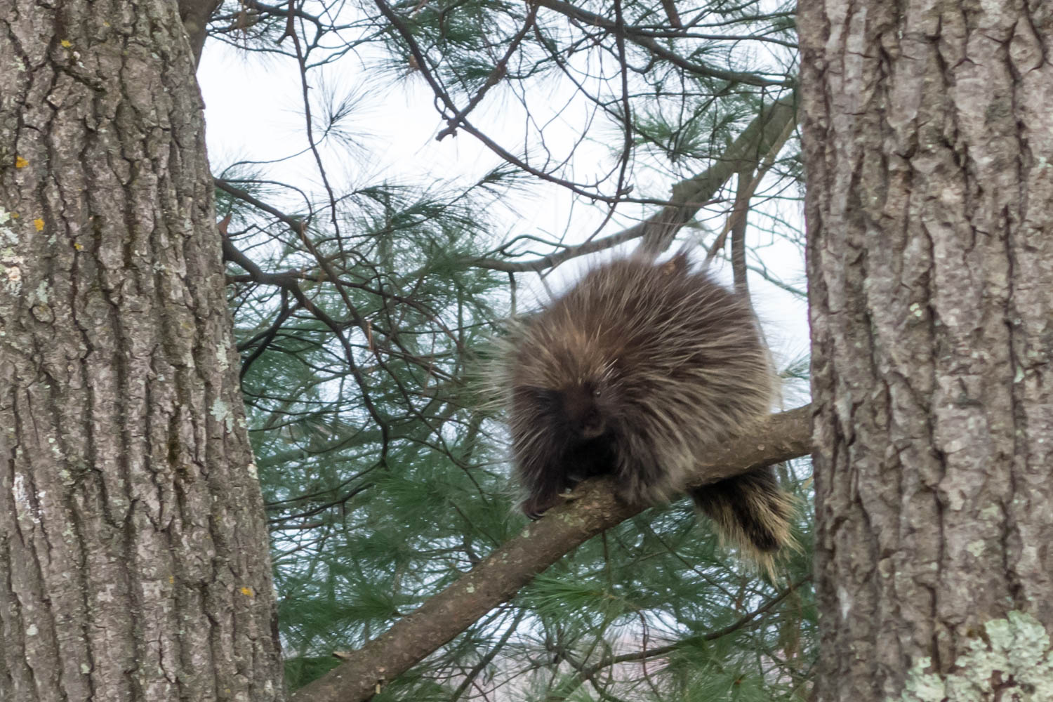 Maple was not happy to see this visitor to the island