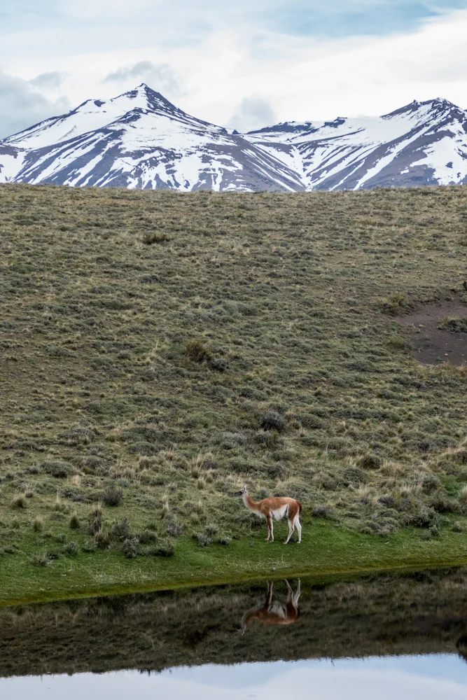 Andean tableau: rugged mountain peaks, laguna and guanaco with reflection