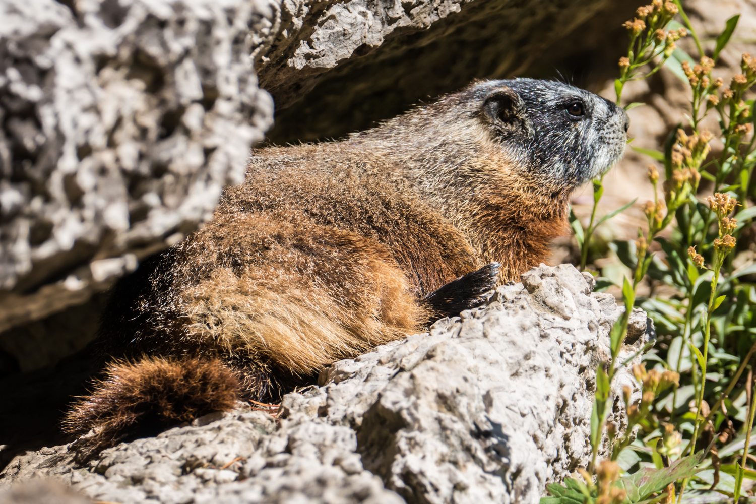 Fearless and friendly marmot