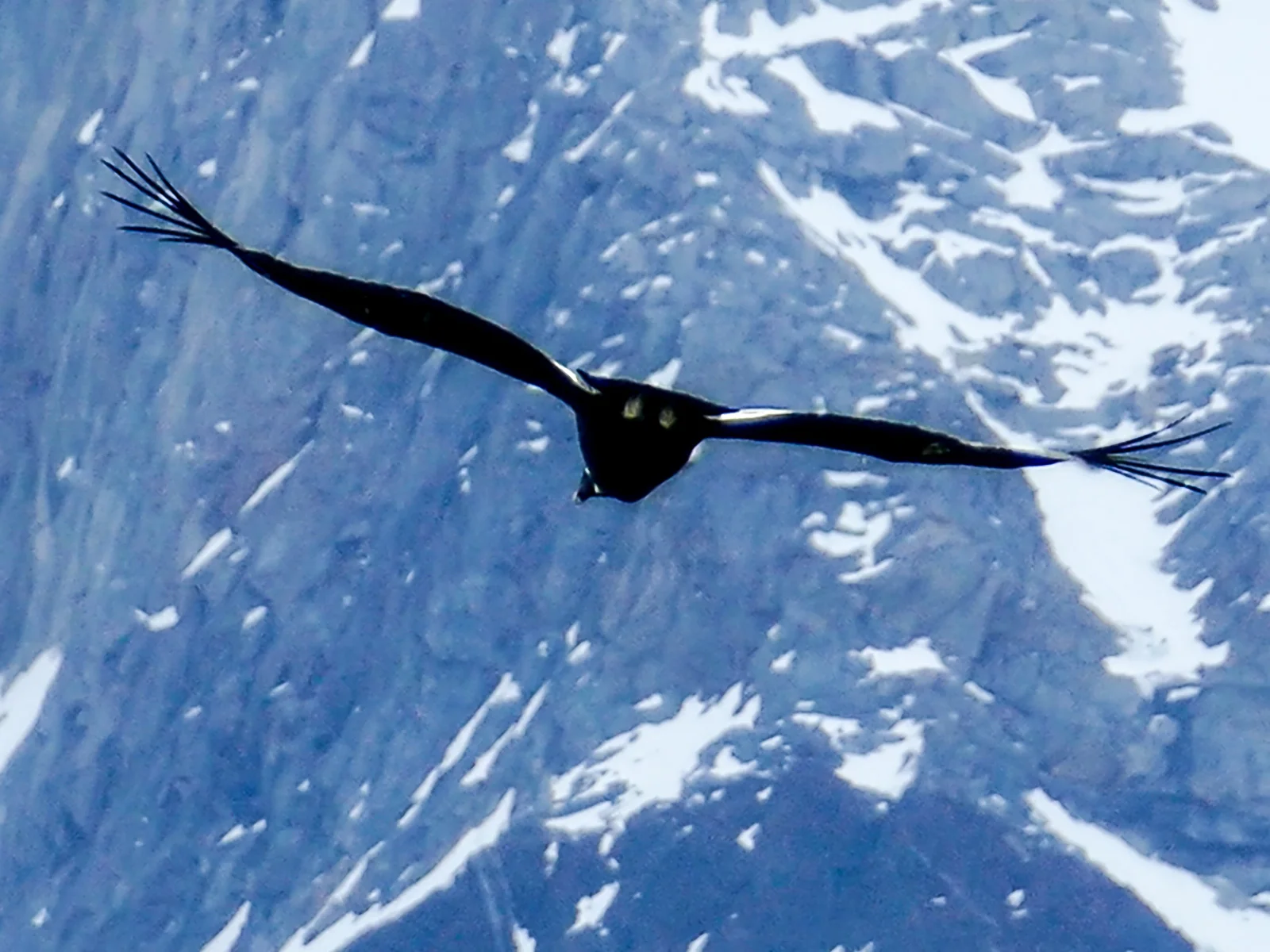 Condor soaring against the Andes