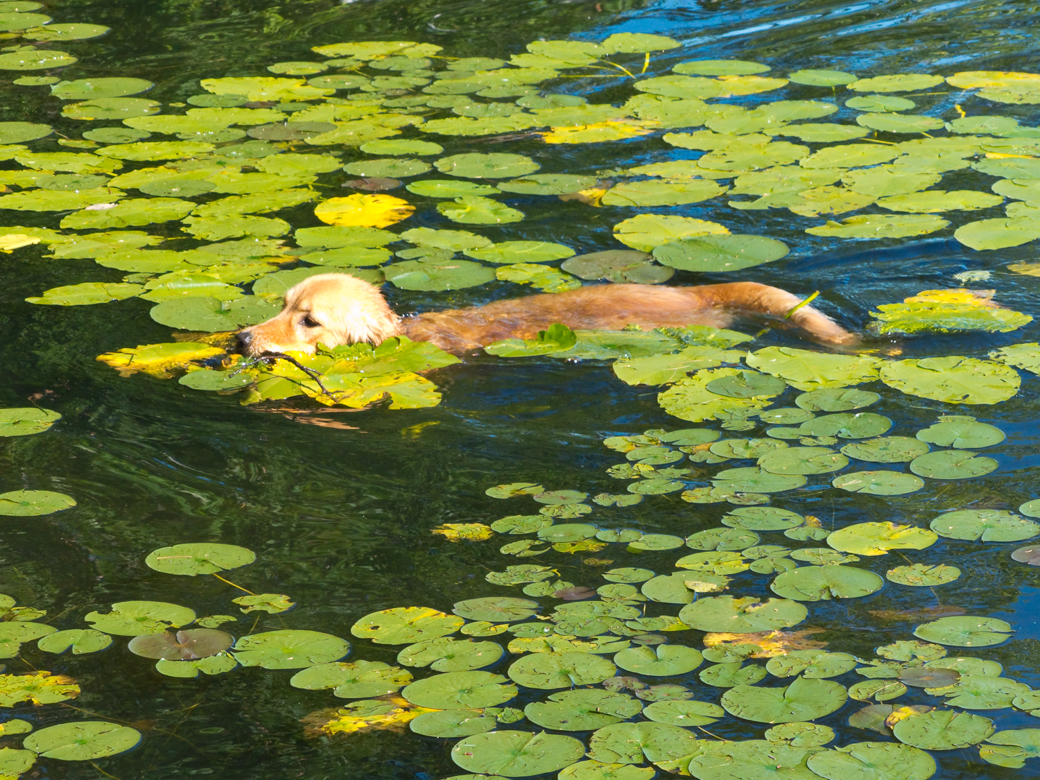 Amidst the water lilies