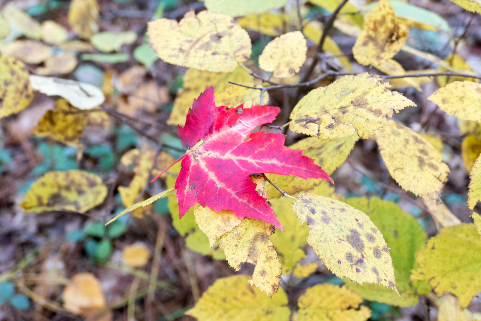 Colors of fall