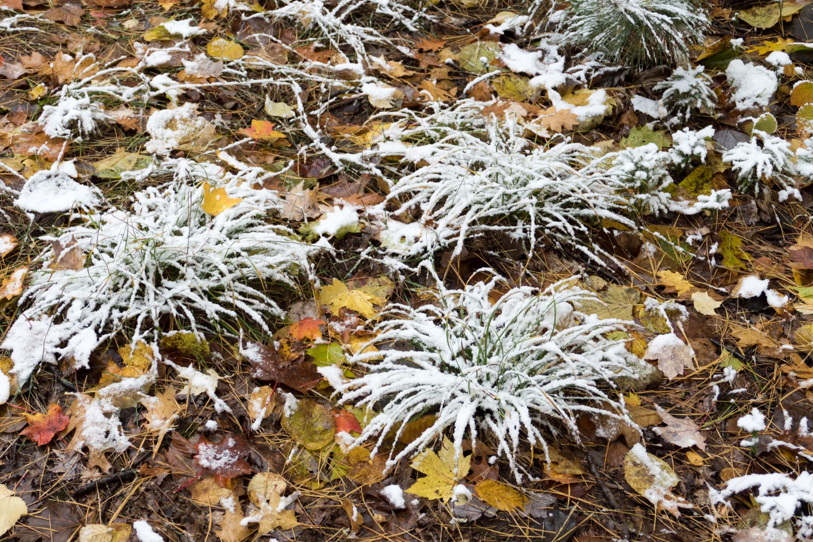 Early snowstorm