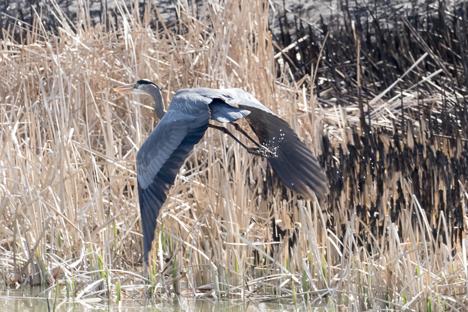 Great Blue Heron taking off