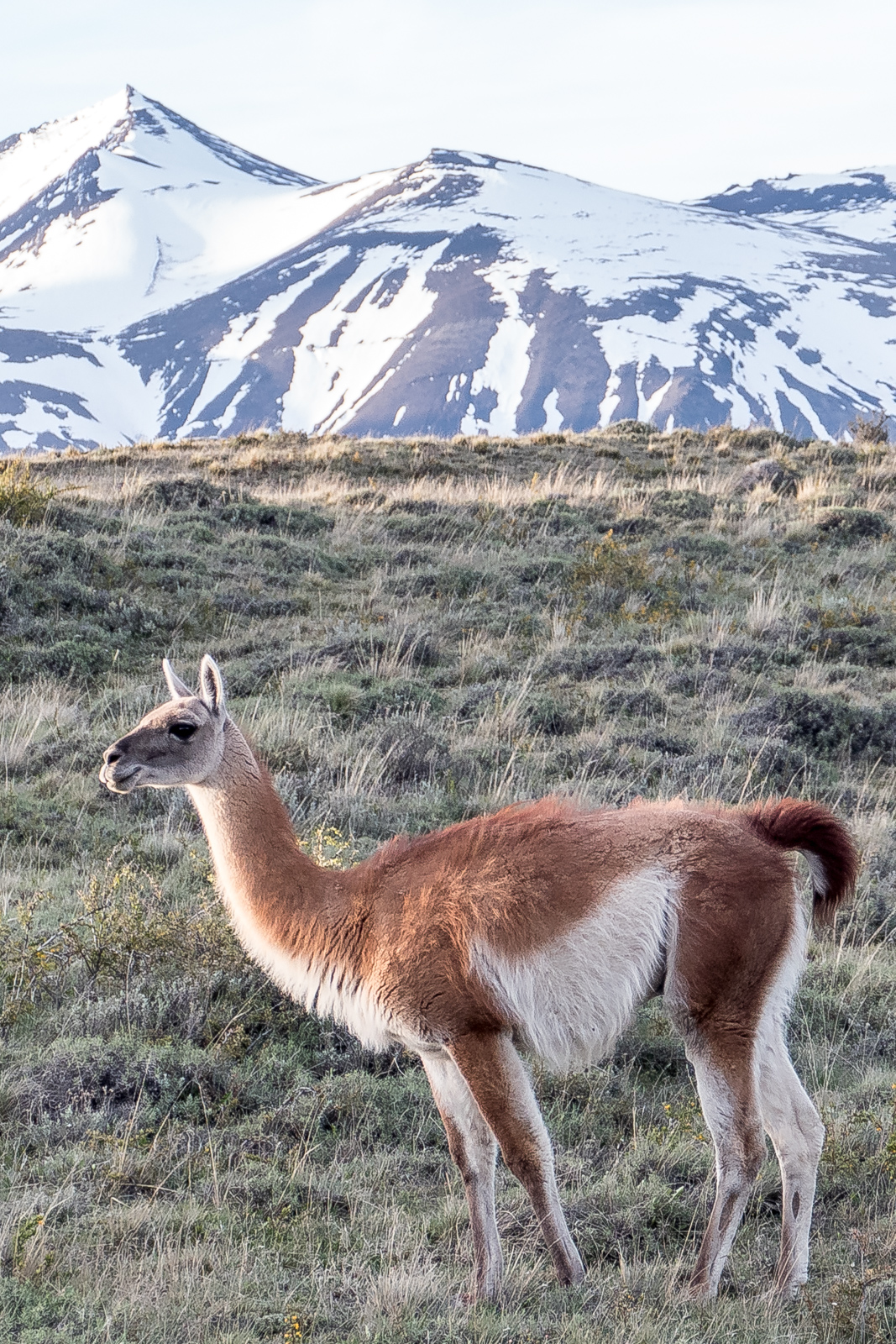 Guanaco against the mountains at sunset
