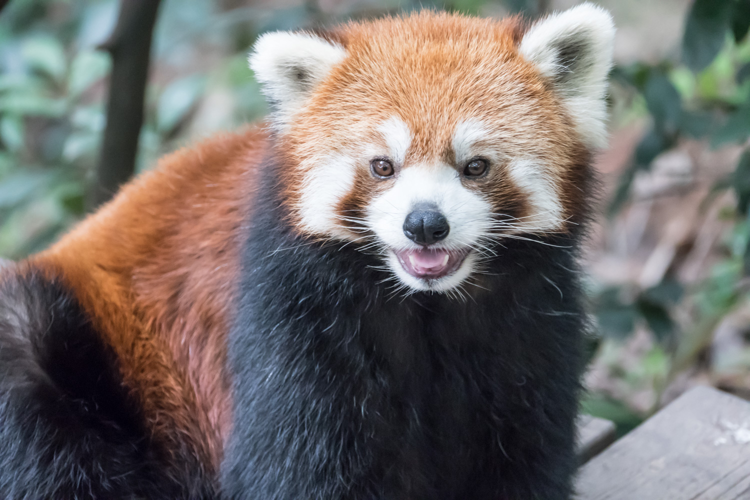 Red panda