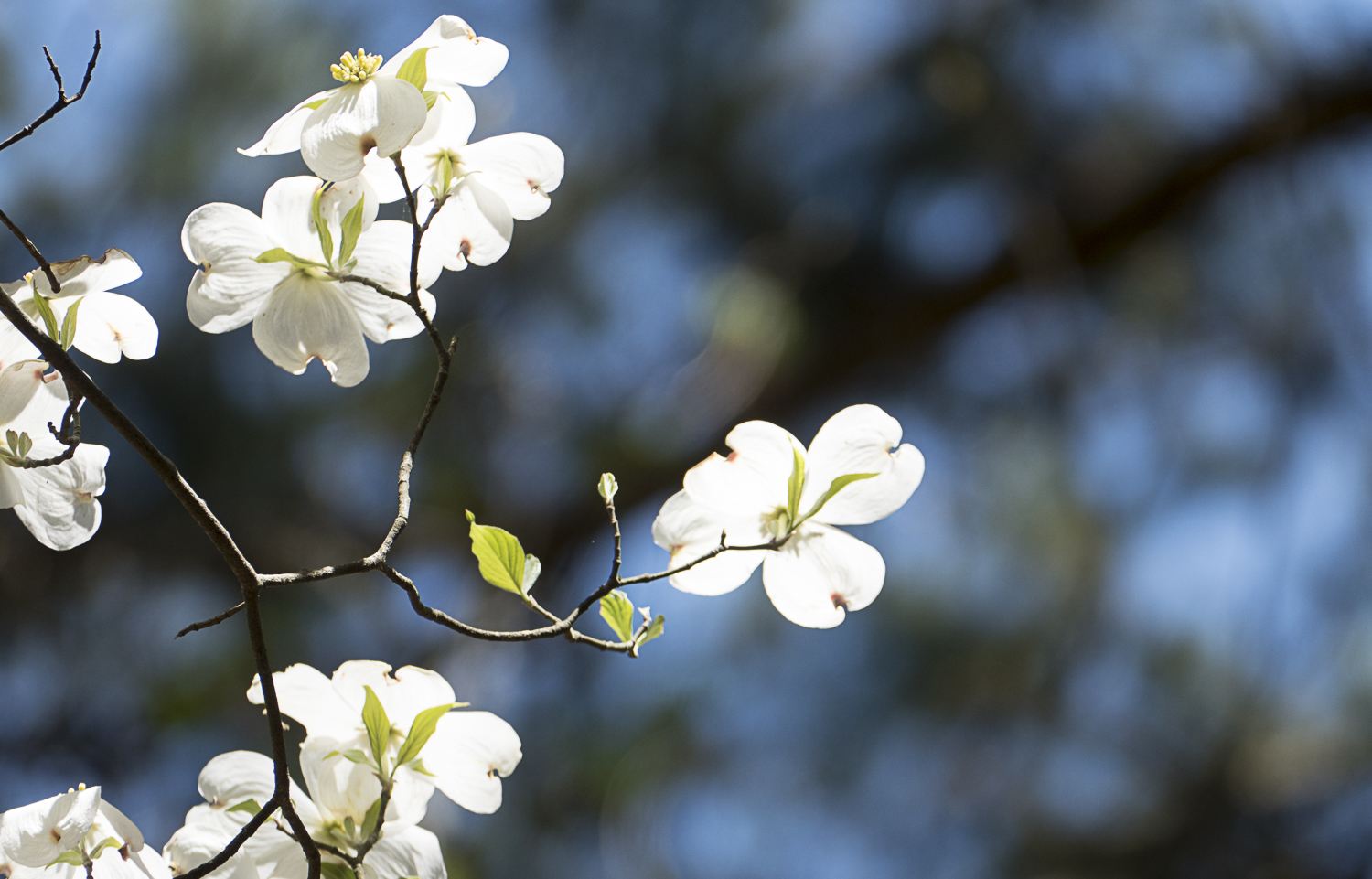 Dogwood flowers