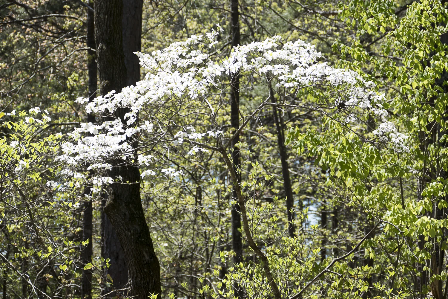 Flowering dogwood