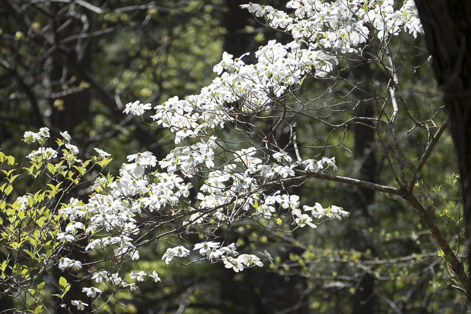 Flowering dogwoods