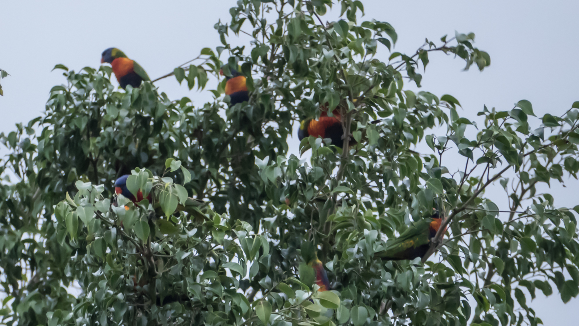 Rainbow lorikeets on the beach in Cairns