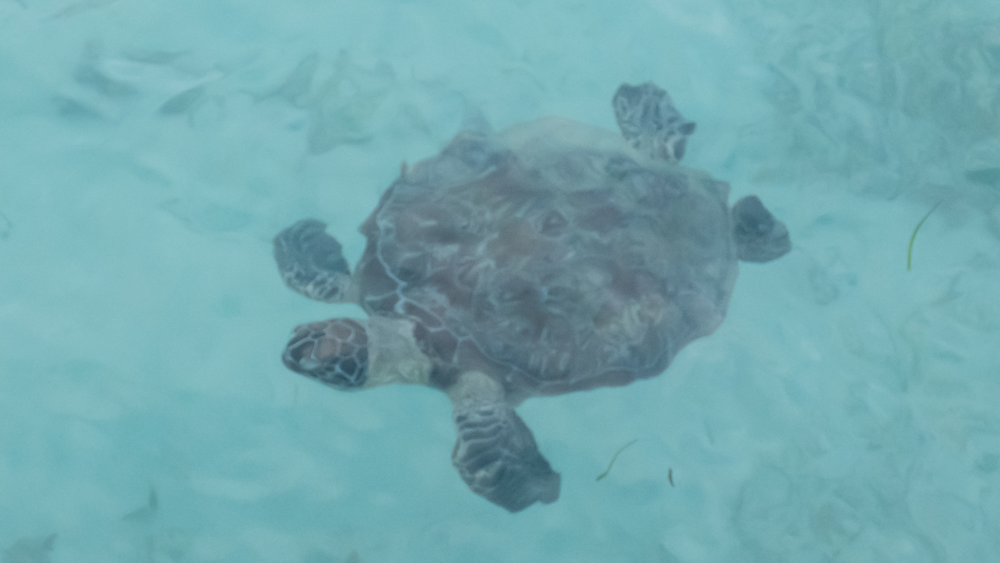 Sea turtle as seen from the pier