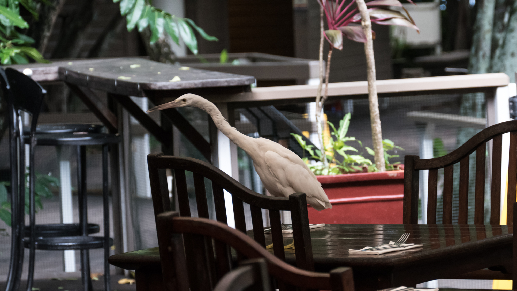Reef heron arriving early for lunch