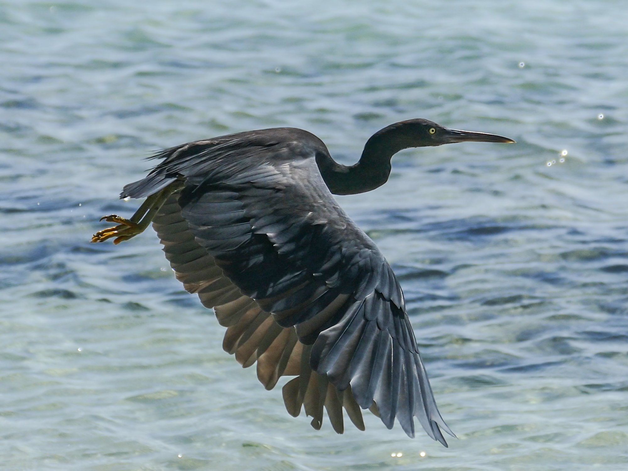 Black reef heron