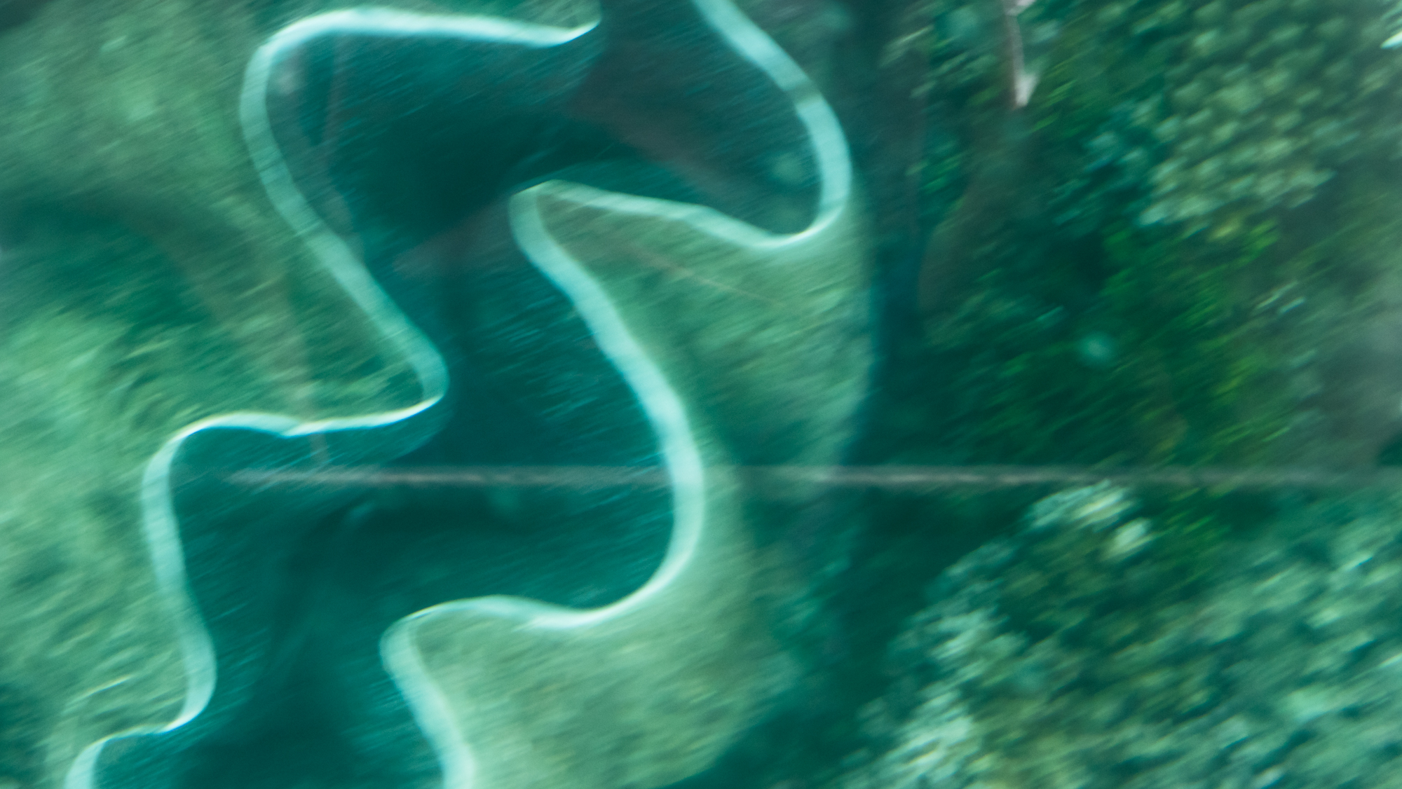 Giant clam from the glass bottom boat