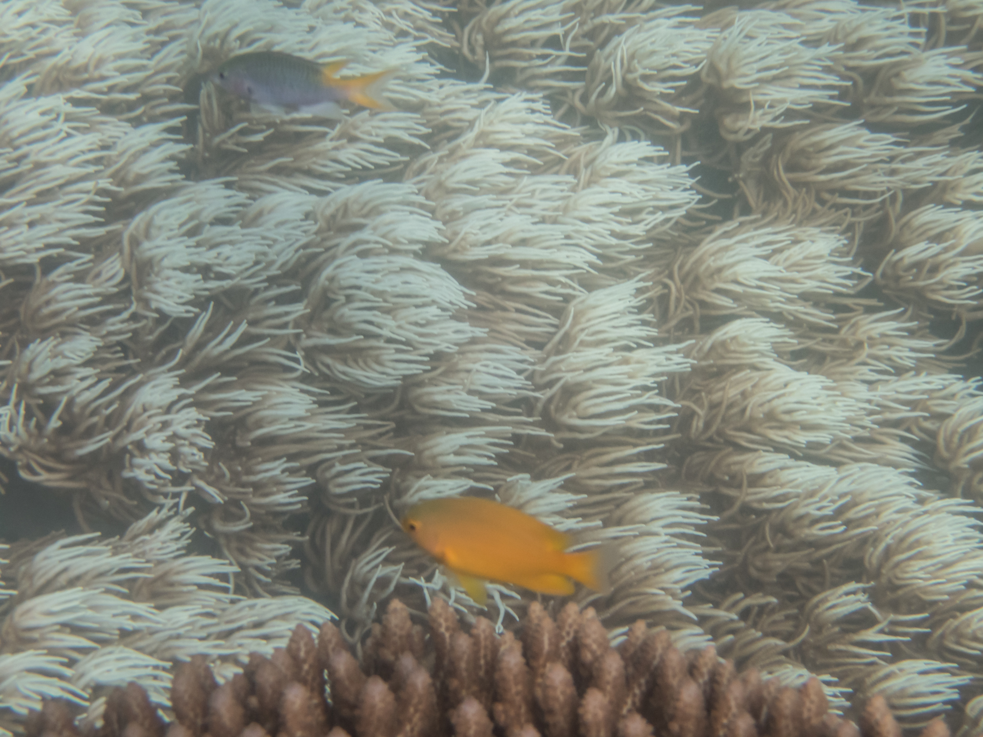 The current can be quite strong in some parts of the reef