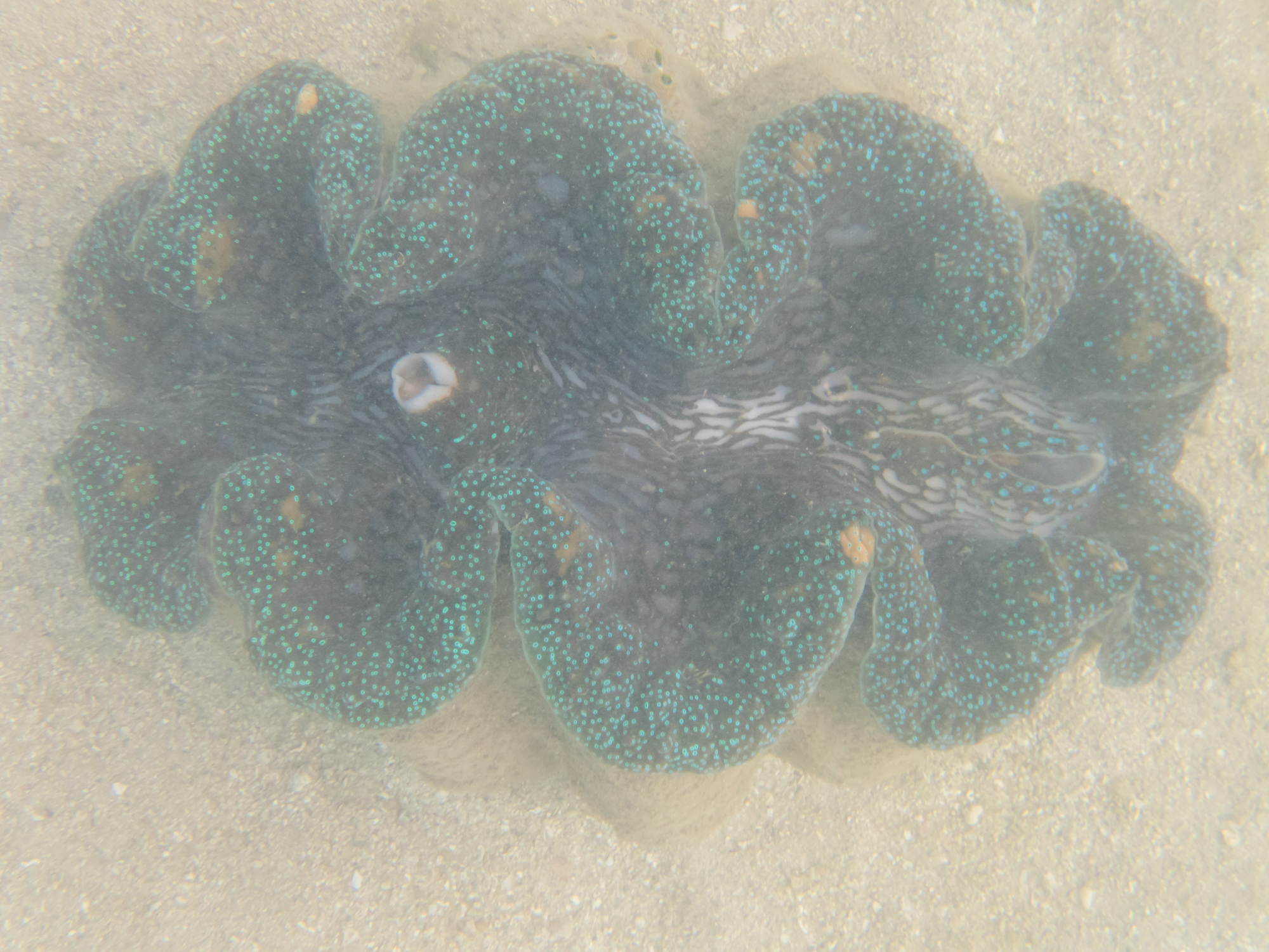 Giant clam with its jaws open. Normally they close as soon as they detect a shadow over it.