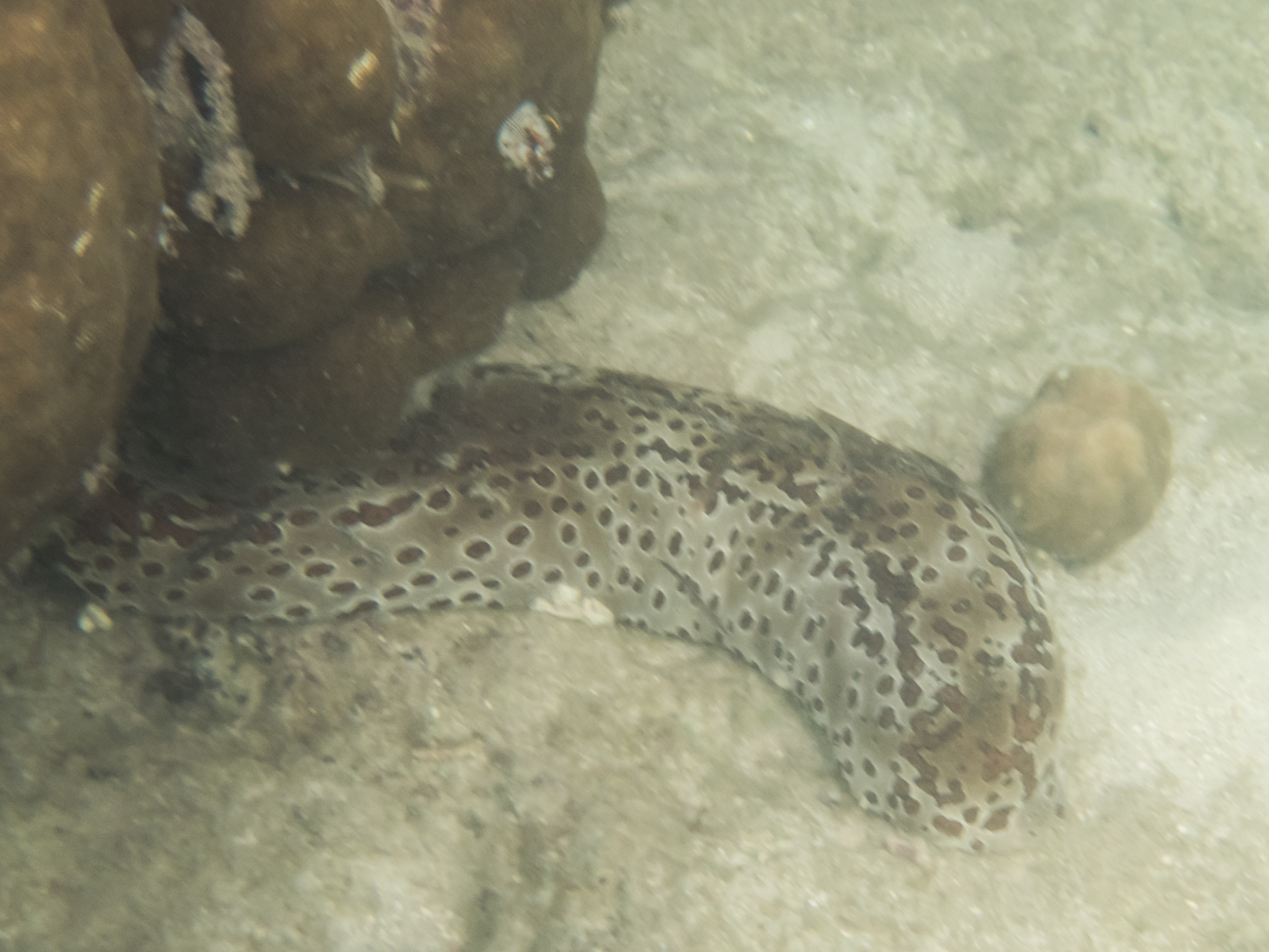 Sea cucumber