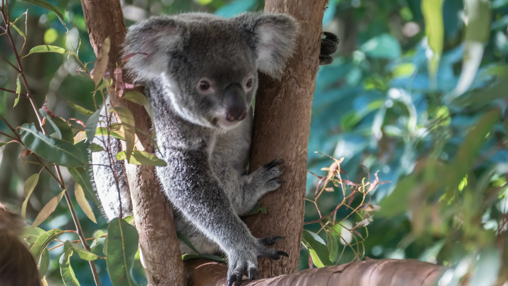 Down Under: Green Island and Daintree Rainforest