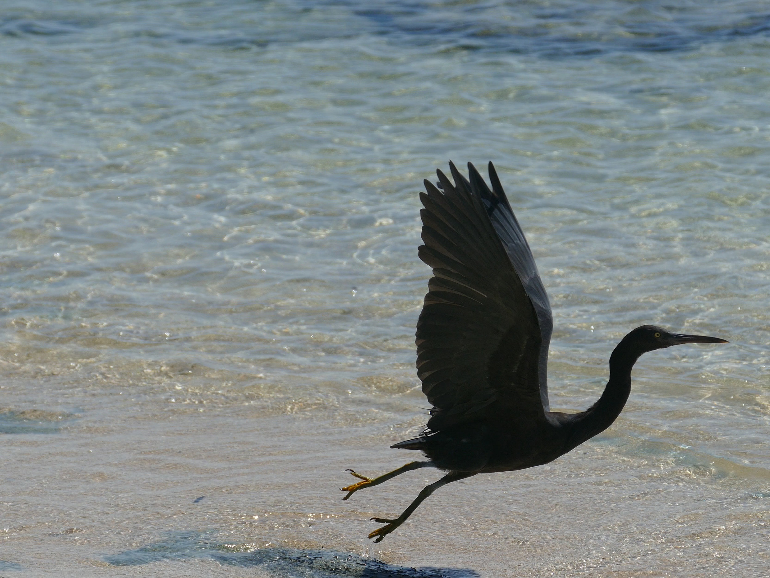 Black reef heron