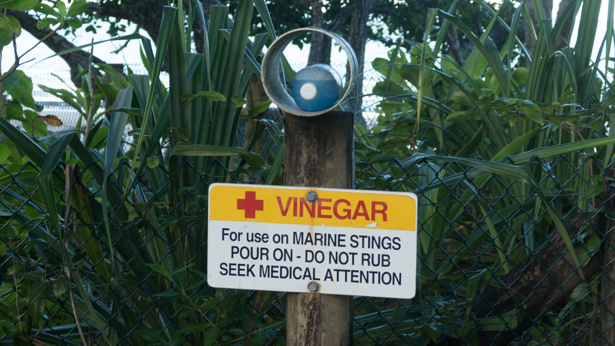 In case you get stung by jellyfish