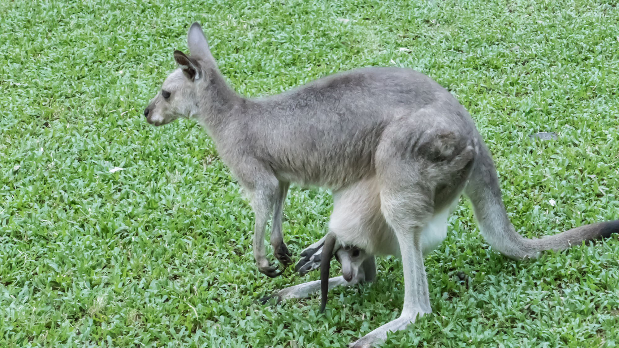 Wallaby with Joey
