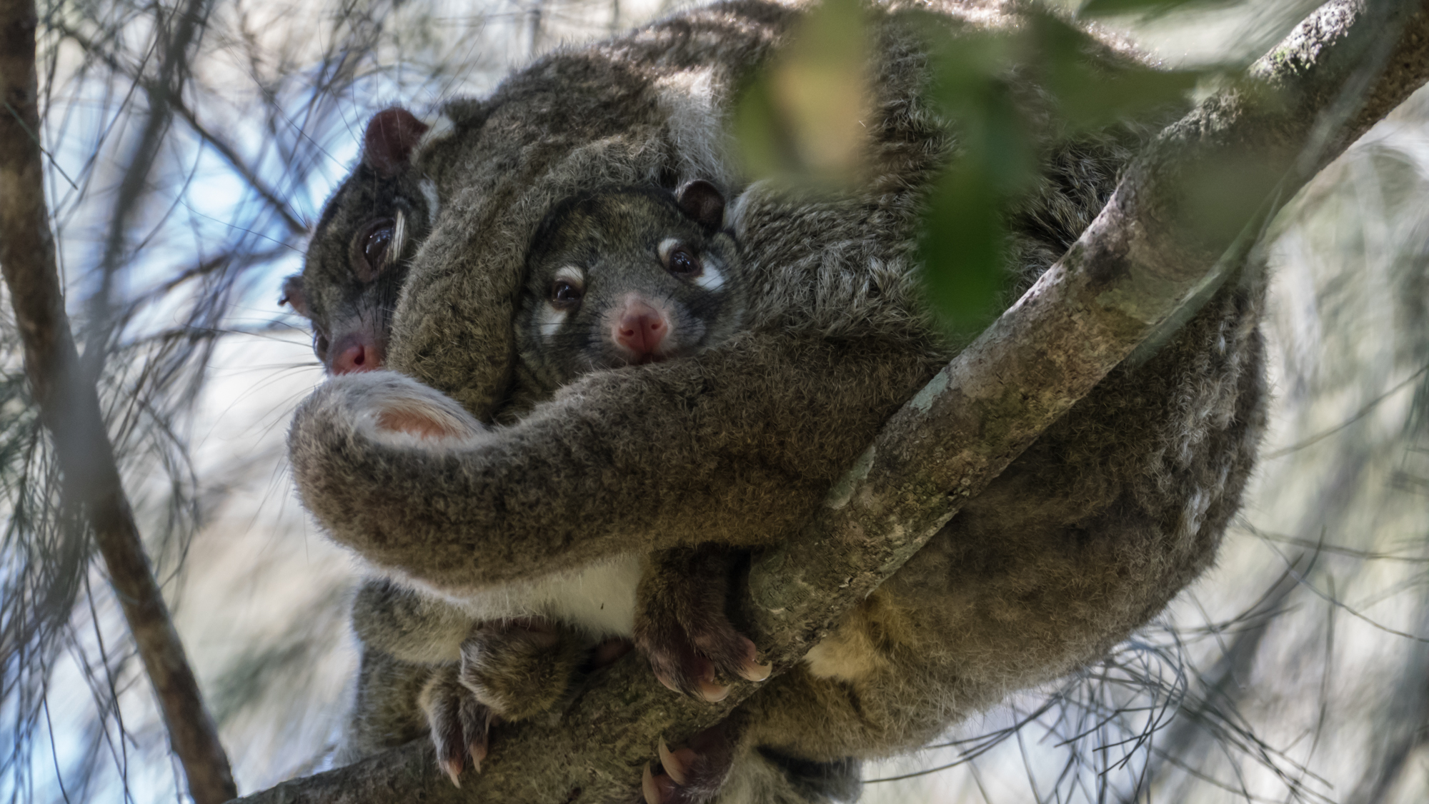Marsupial possum with young