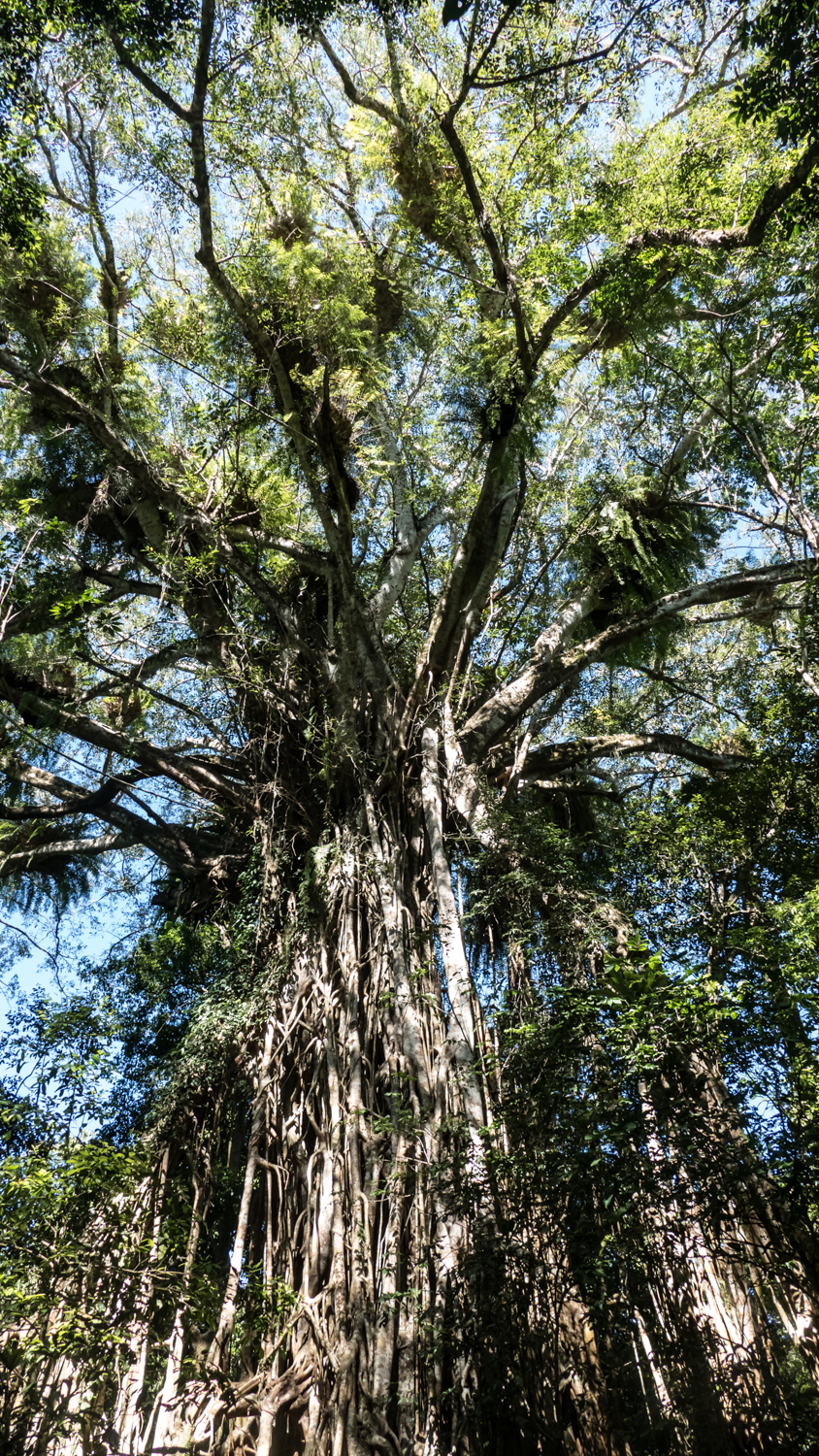 Strangler Cathedral tree