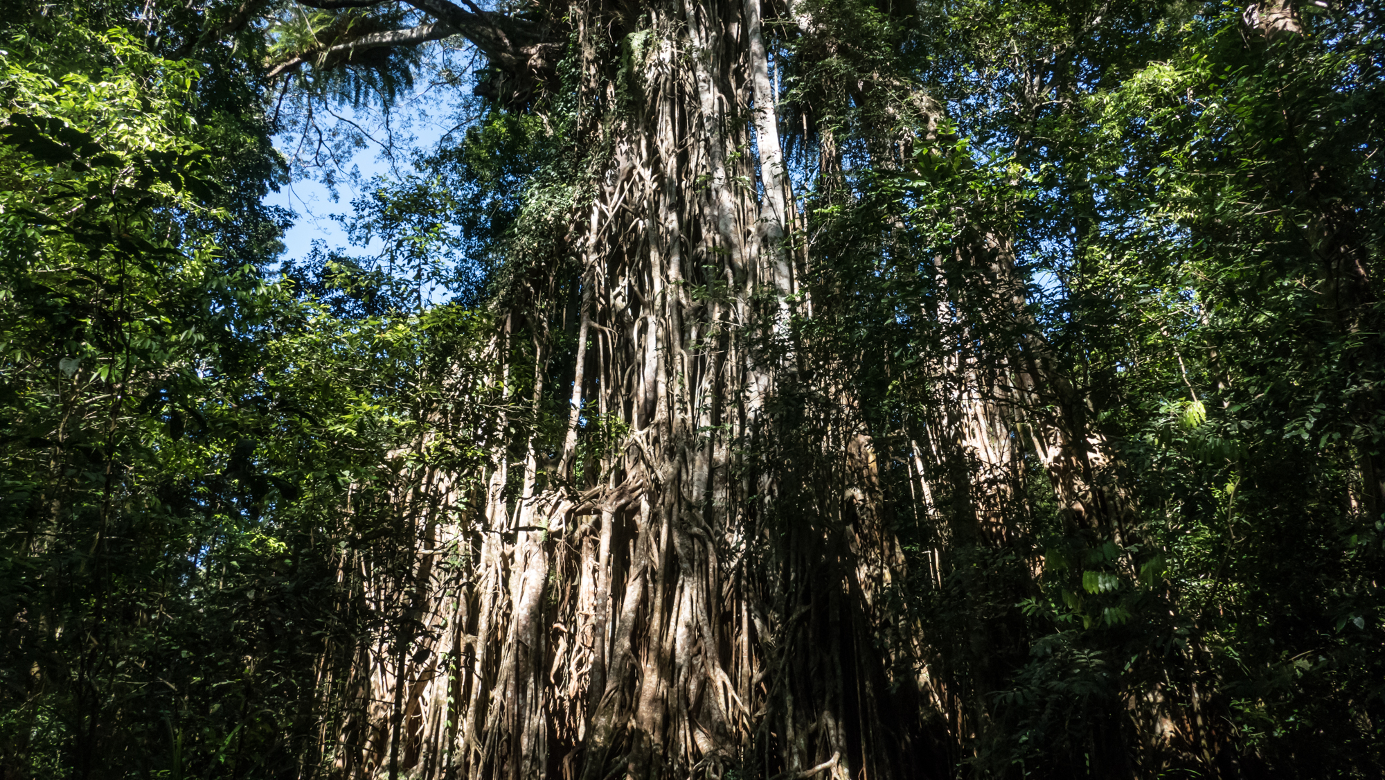 Strangler Cathedral tree