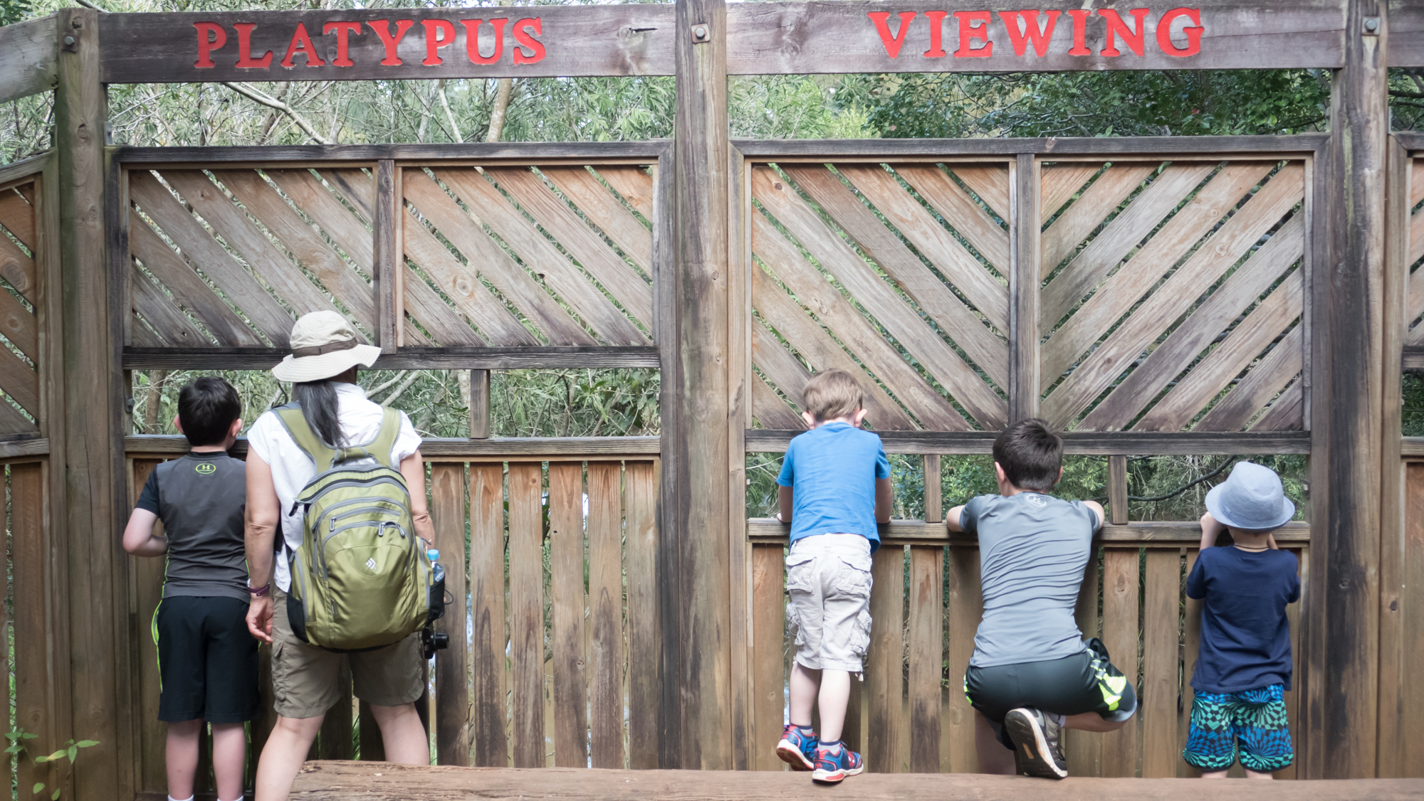 Searching for the elusive platypus at Peterson creek