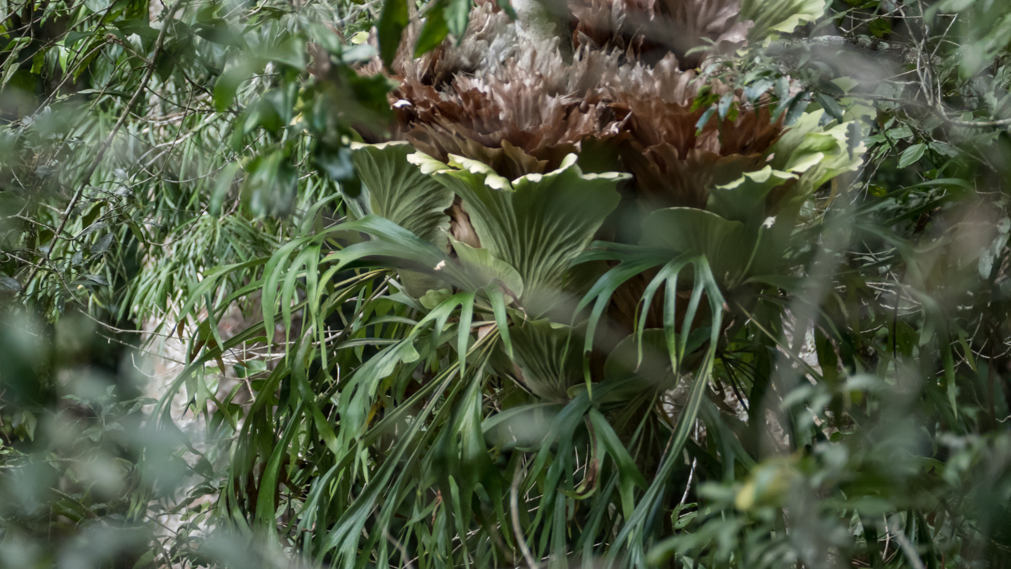 Giant staghorn ferns