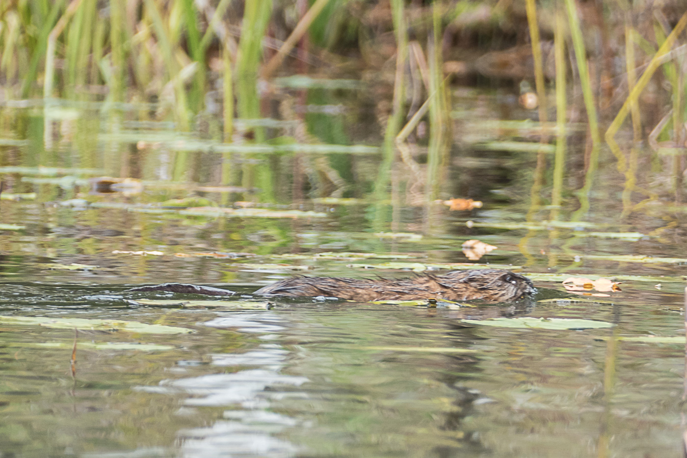 There’s lots of signs of beaver activity on the island but this is the only shot of the beast itself.