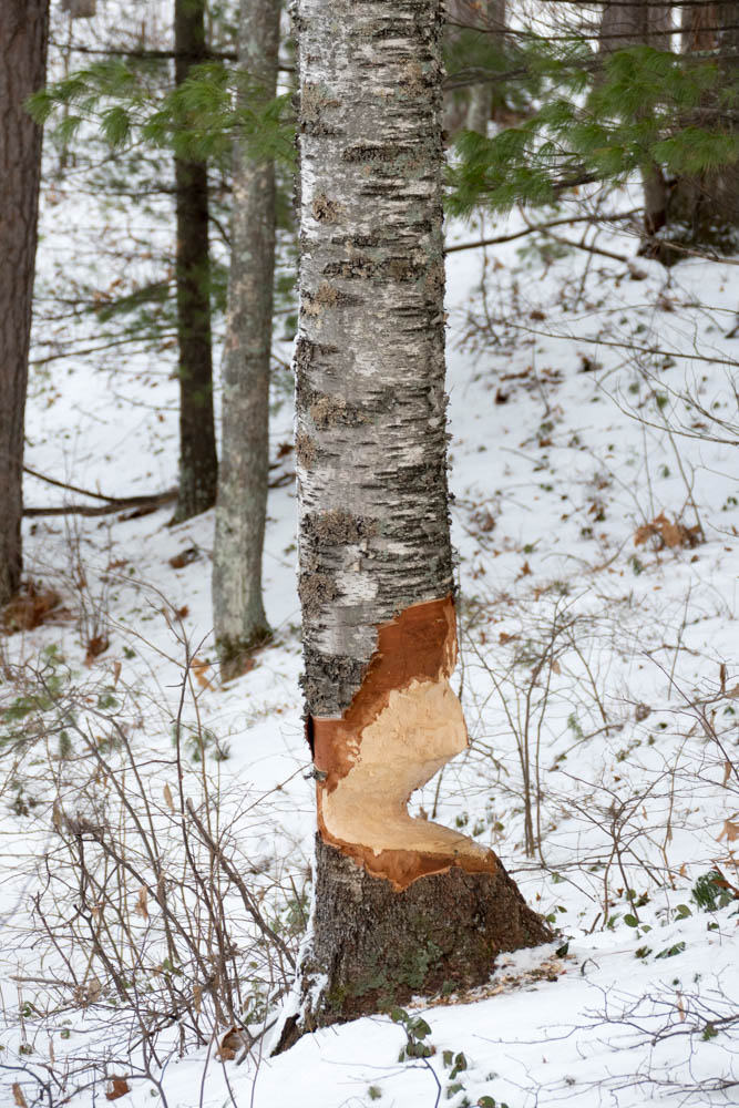 Fresh beaver work on the island