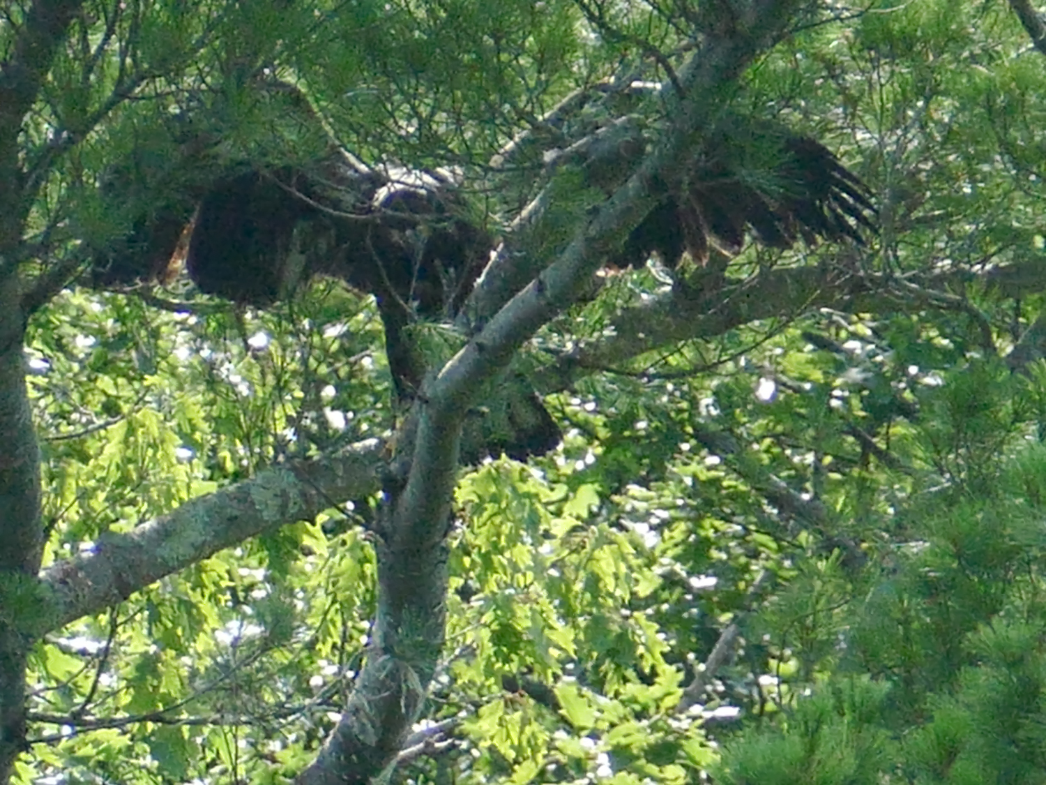 Eaglet wingersizing above the nest before fledging