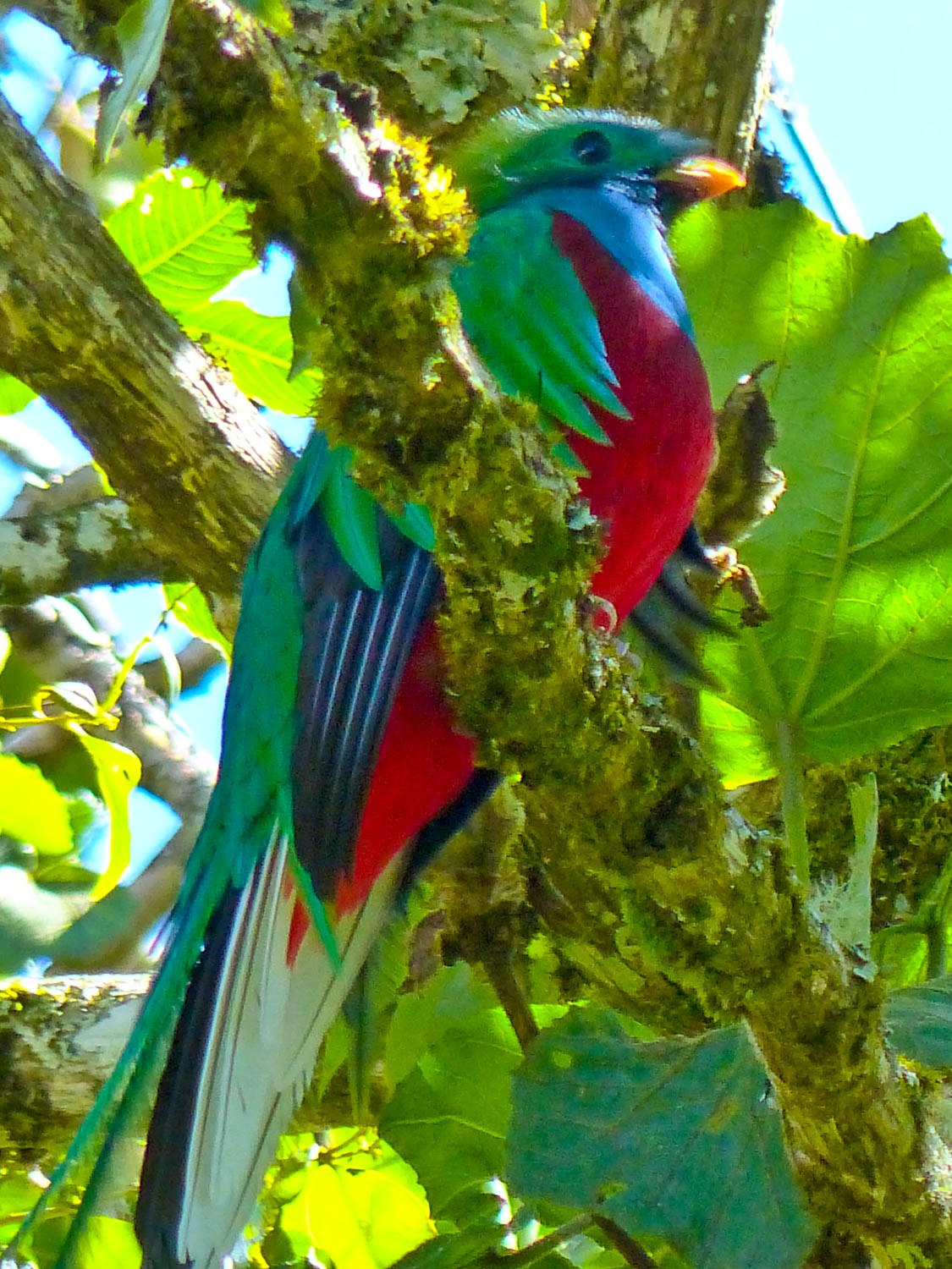 Resplendent quetzal