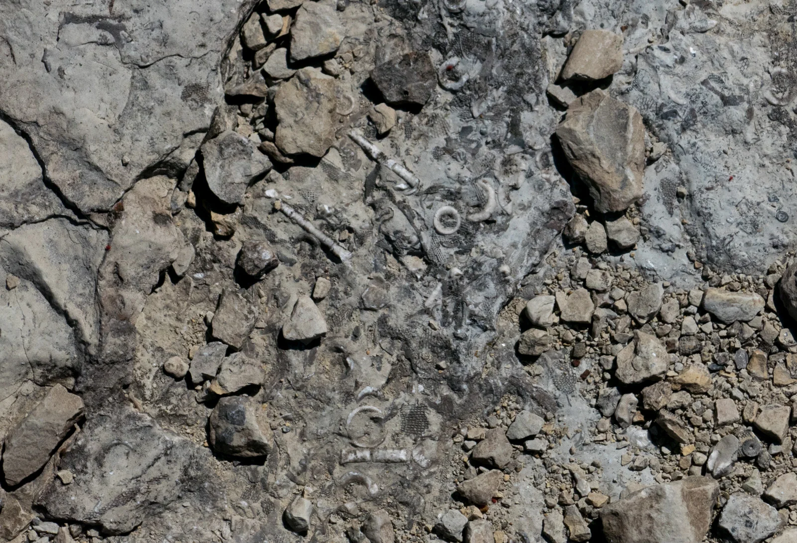 Fossils in the rock