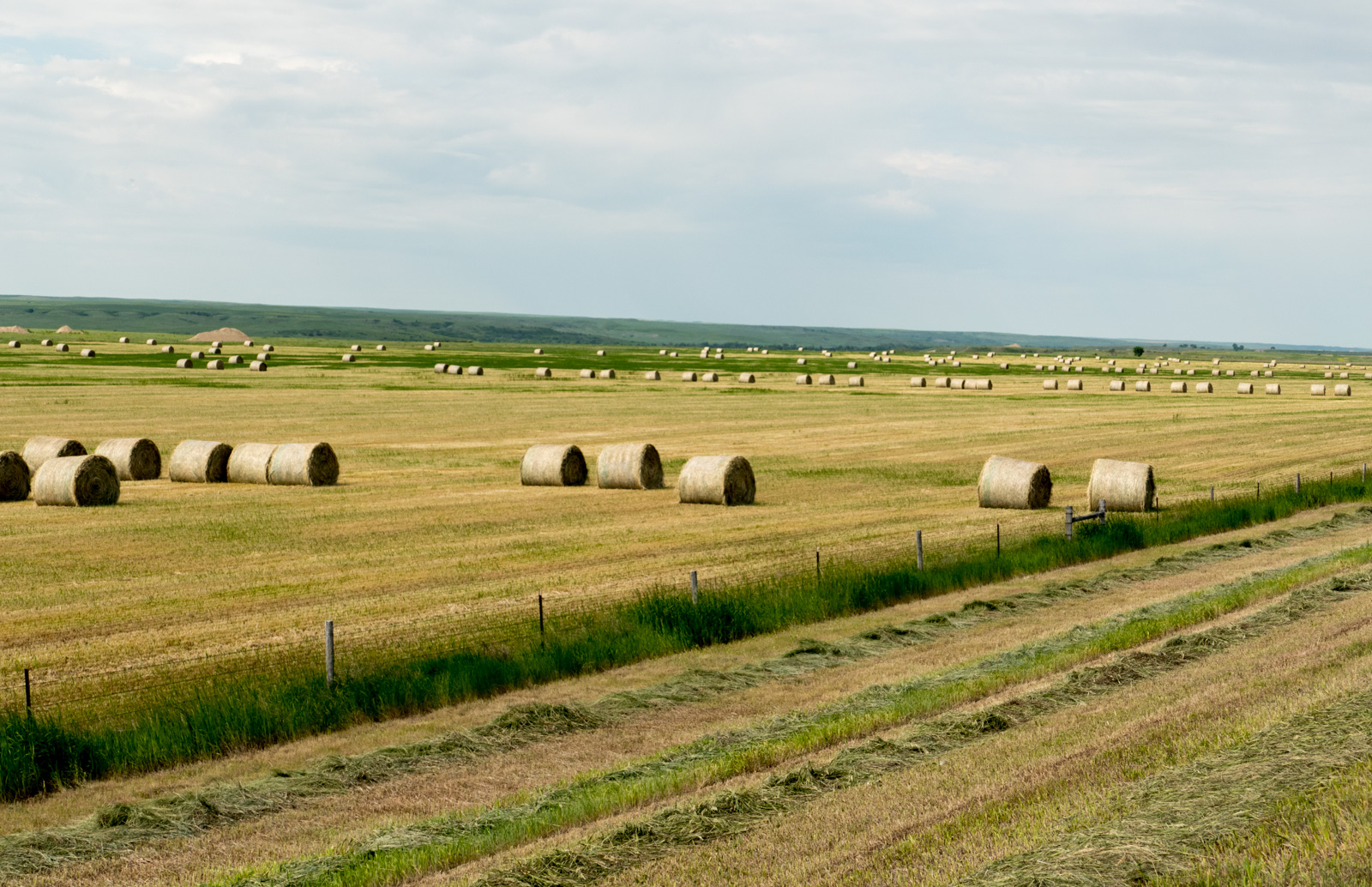 Making hay on the plains