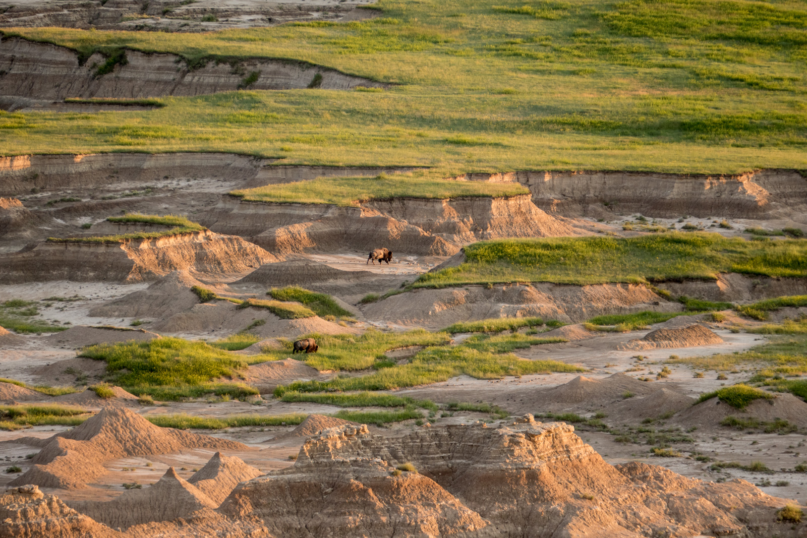 Bison grazing in the distance at sunset