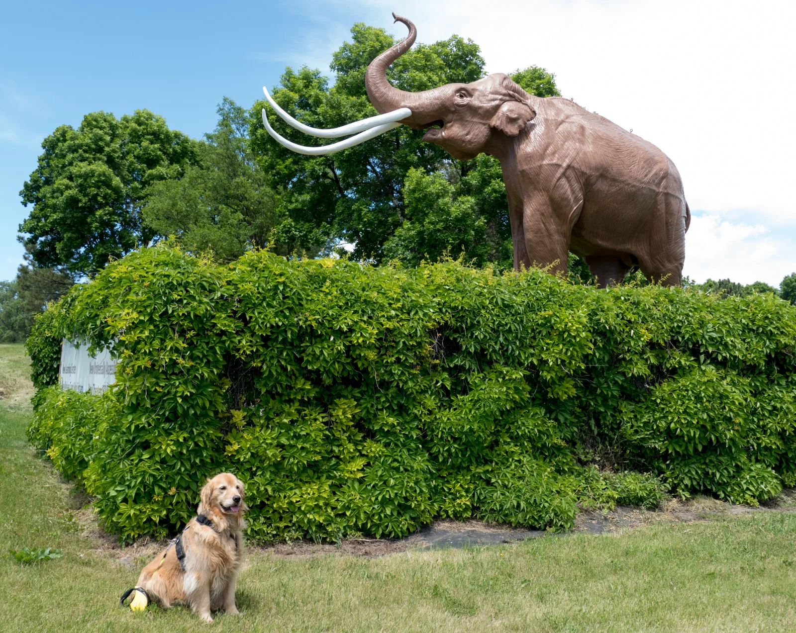 Maple is not impressed with the mammoth.