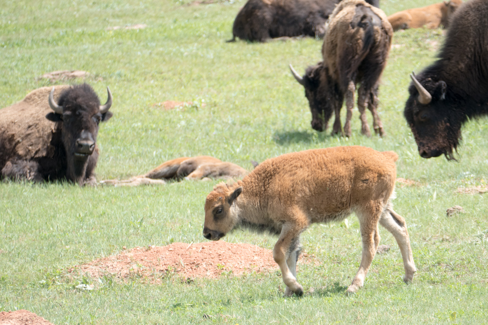 Bison calf