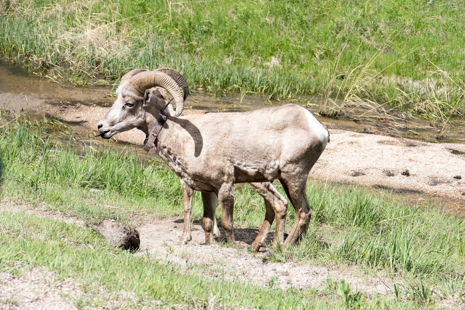 Bighorn sheep
