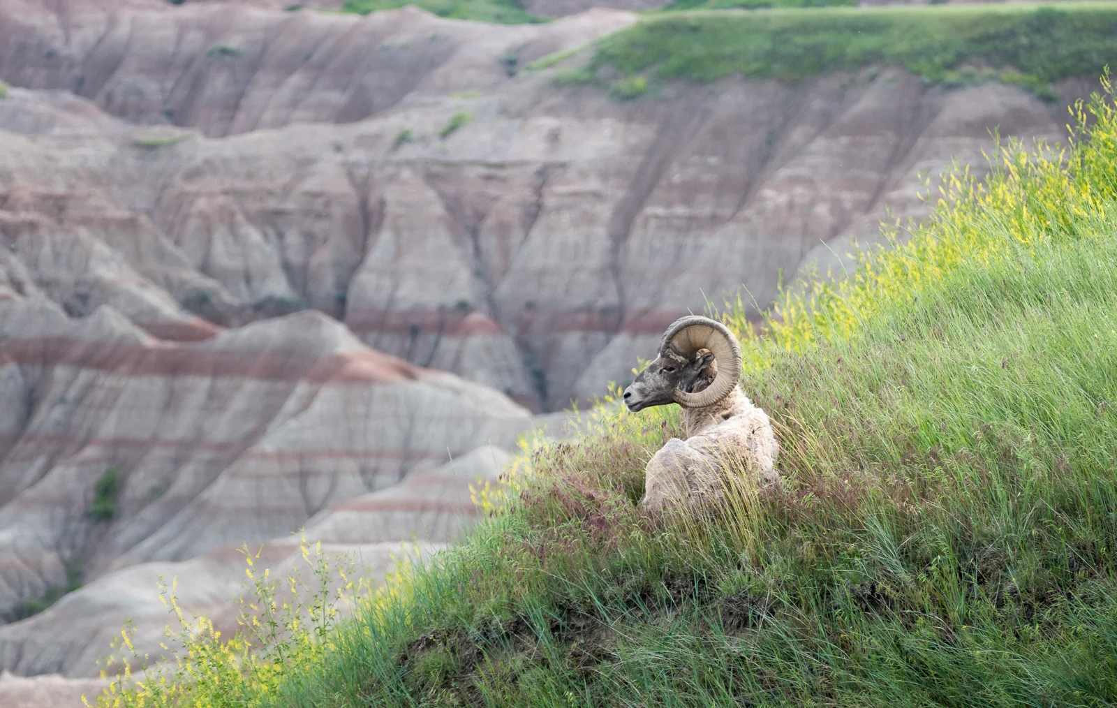 Badlands tableau