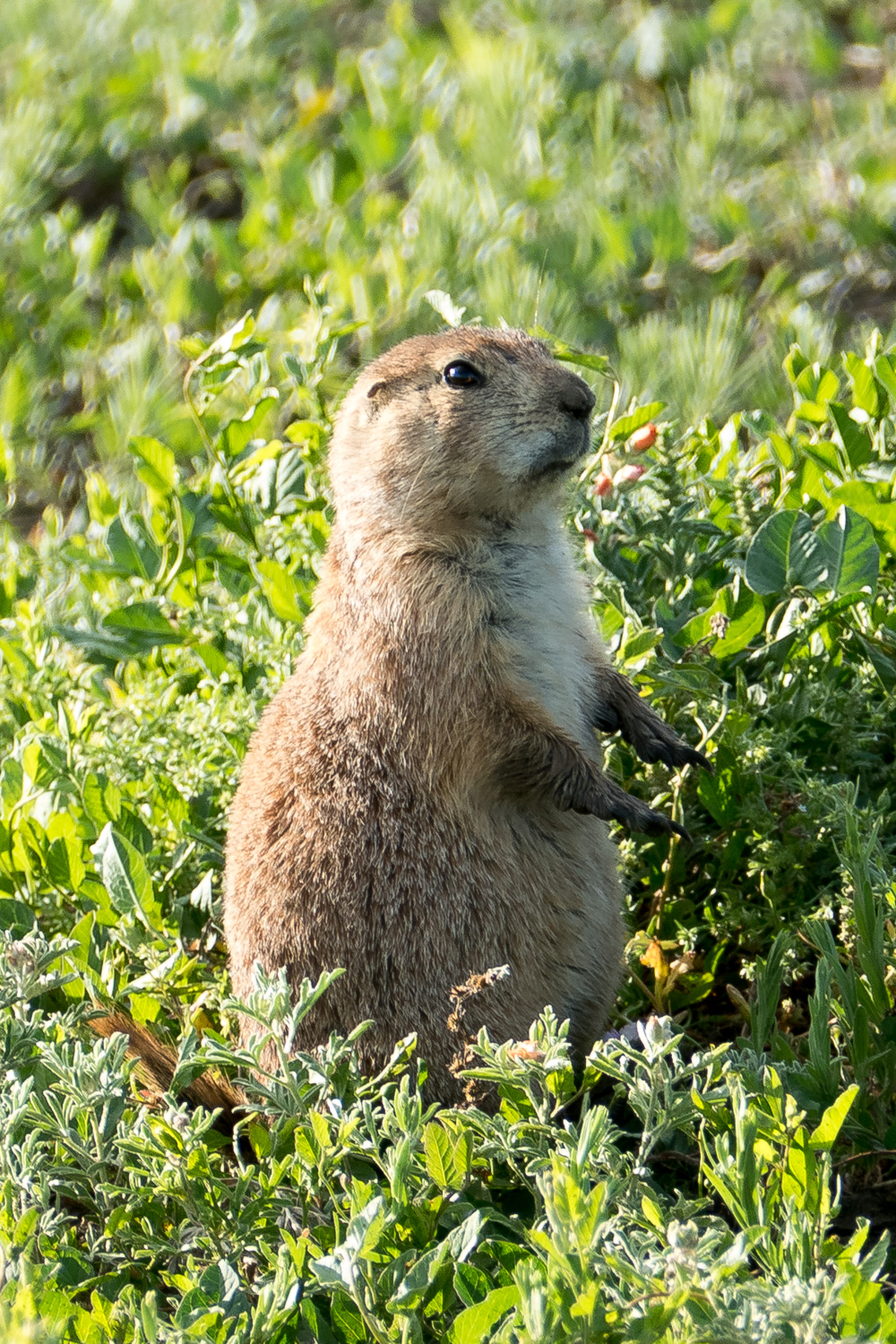 Prairie dog on alert