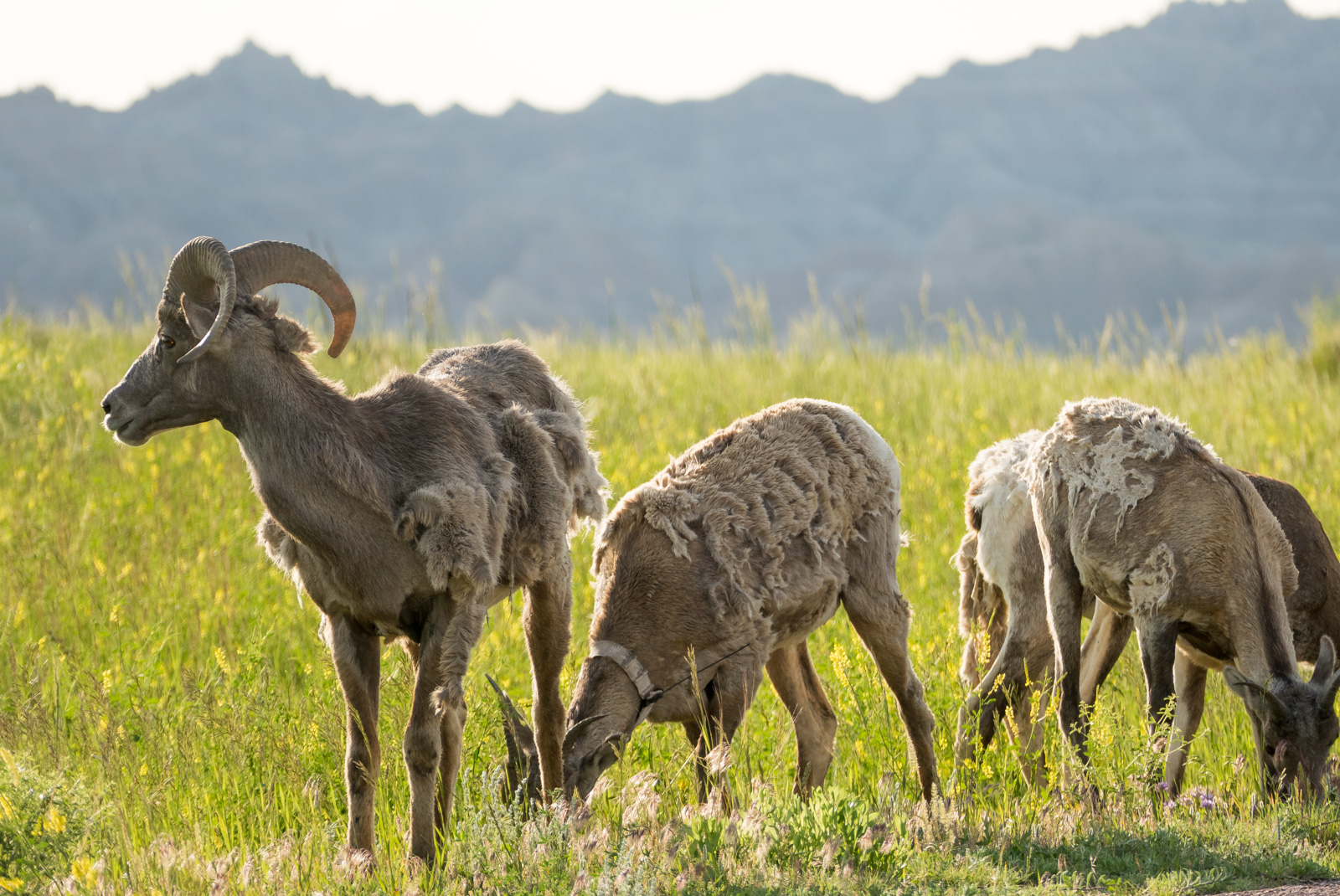 Bighorn sheep